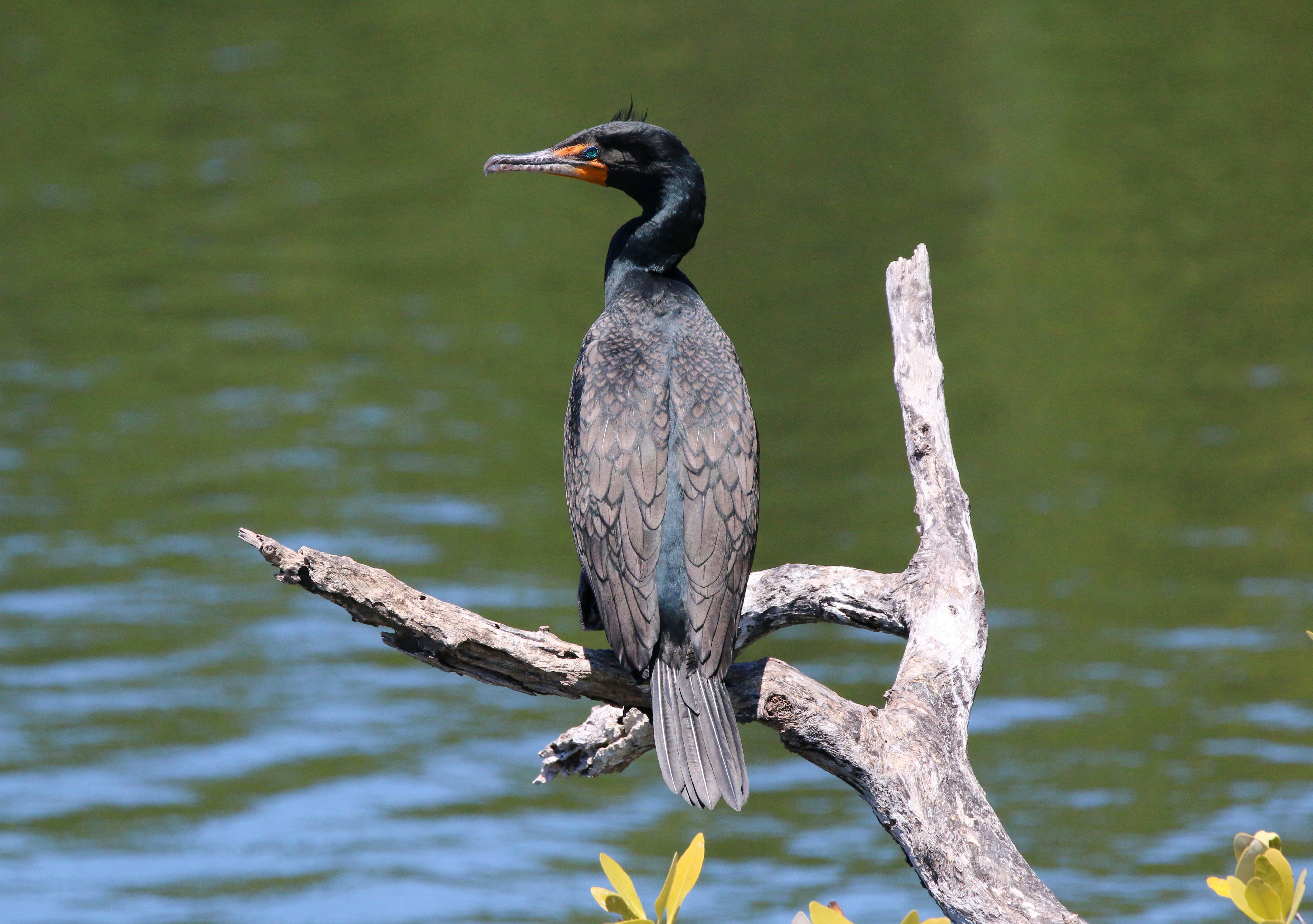 Photo by goldenplover31