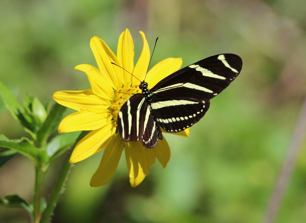 a butterfly on a flower