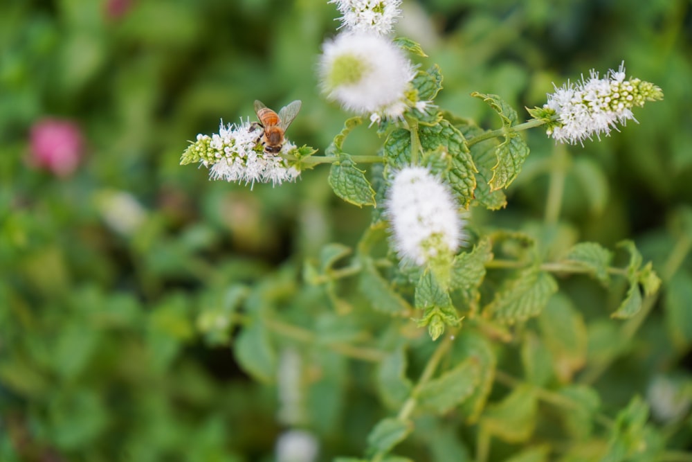 una mariposa en una flor