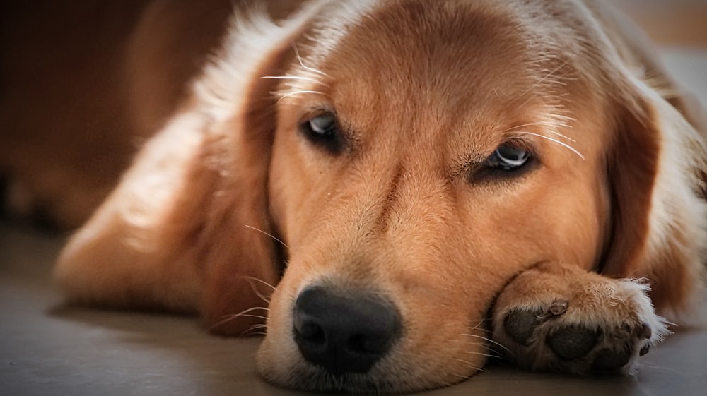 a dog lying on the ground