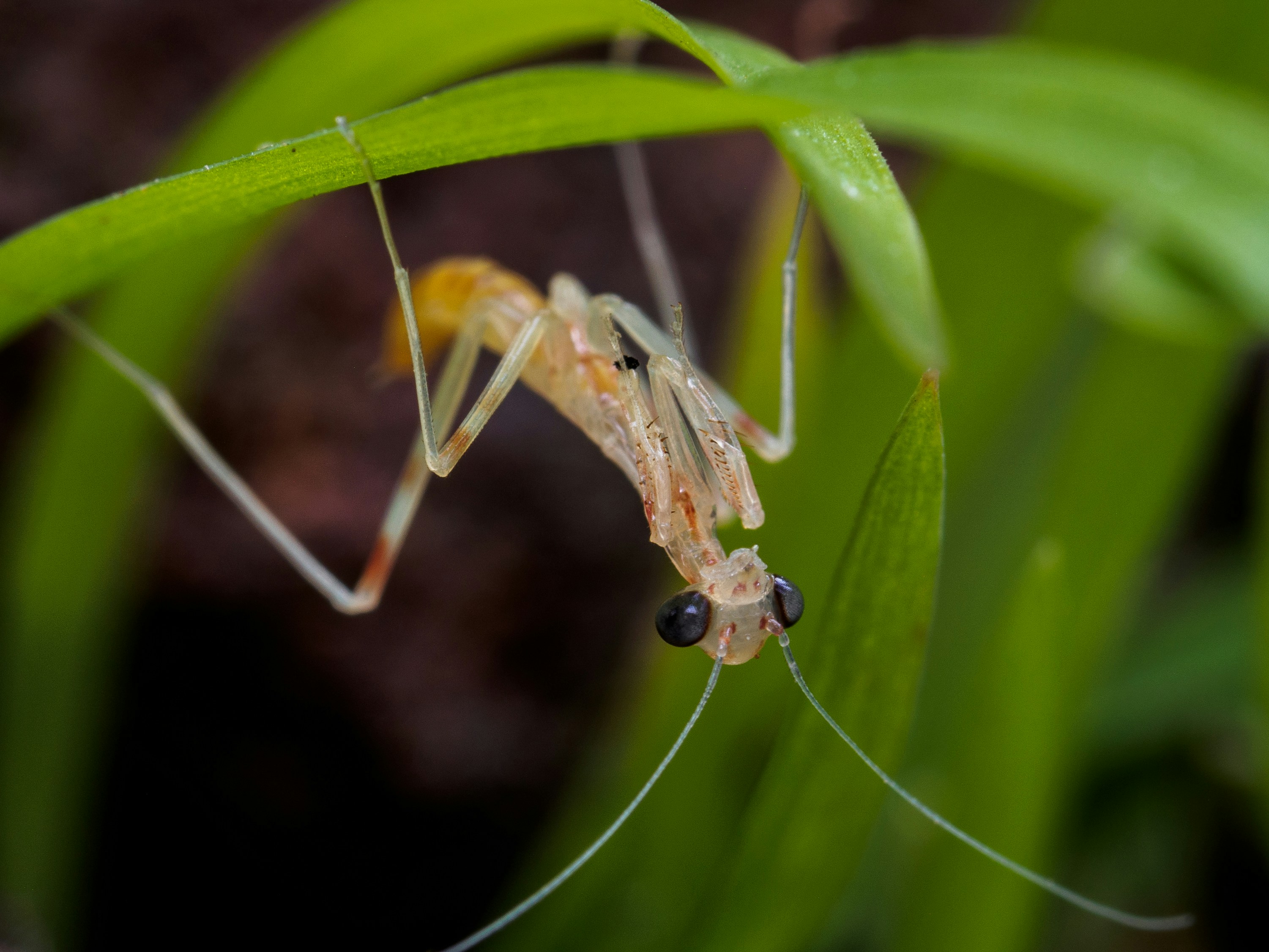 A freshly hatched mantis nymph