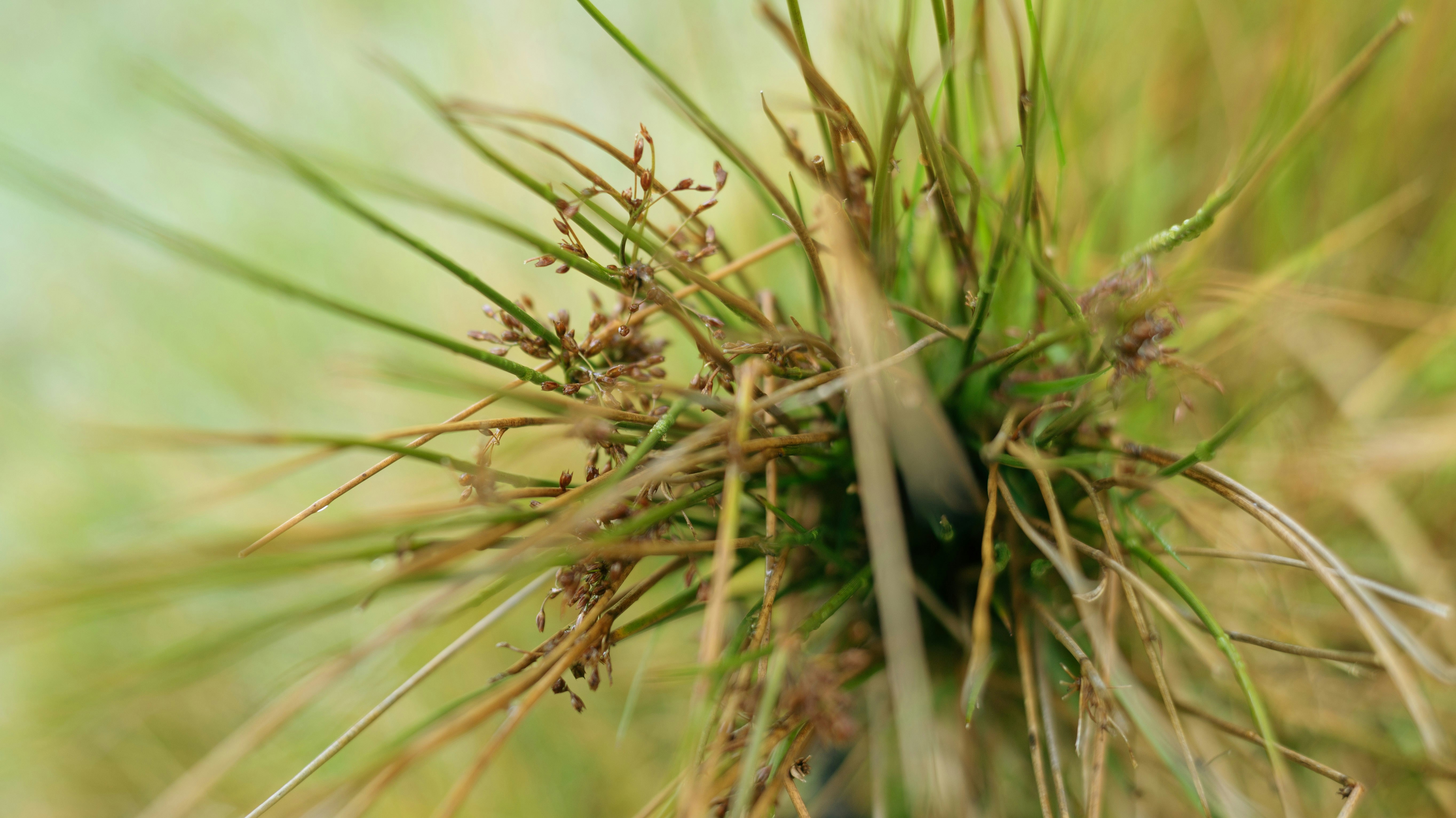 close up of grass