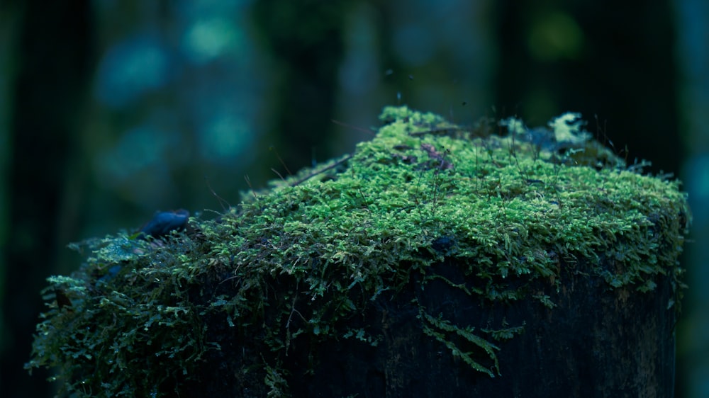 a mossy rock with a blue bird on it