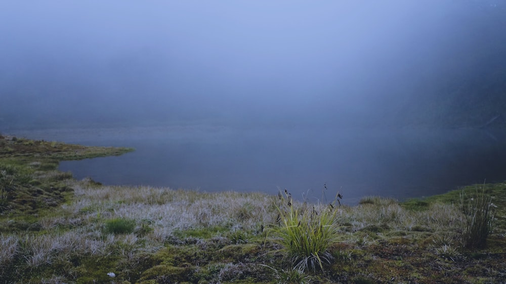 a grassy area with water in the background