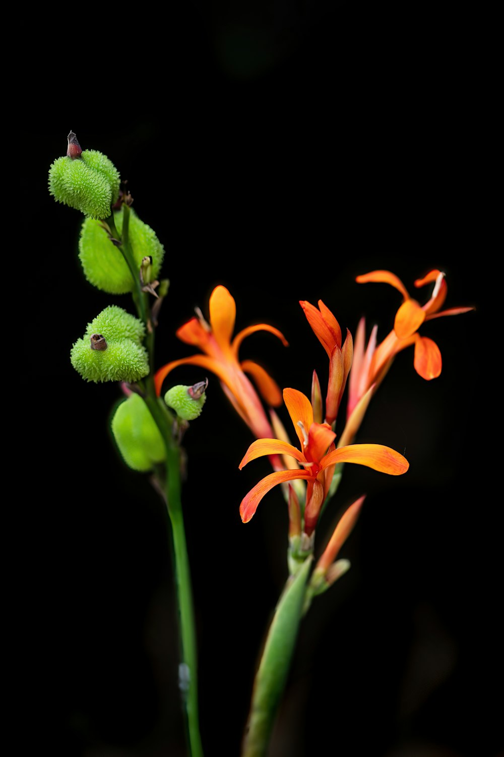 a green lizard on a flower