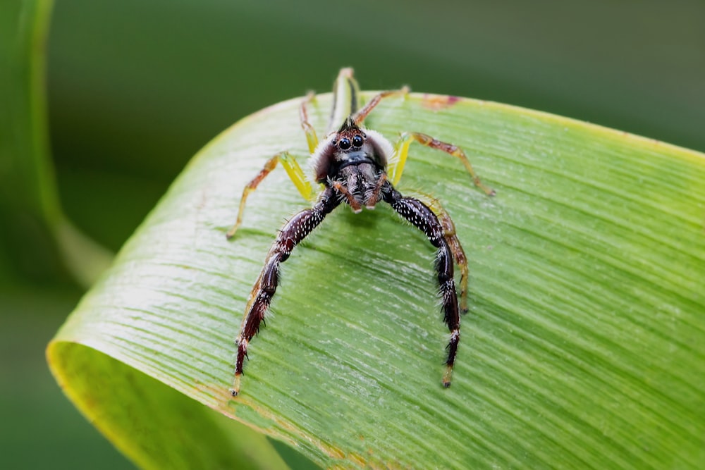 a close up of a bug