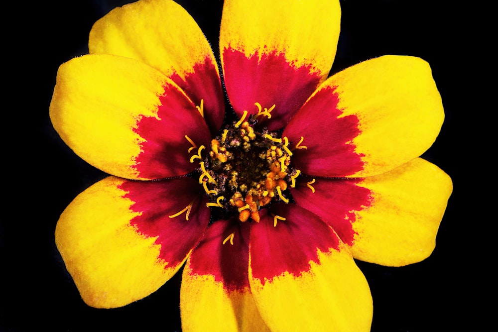 a close up of a flower