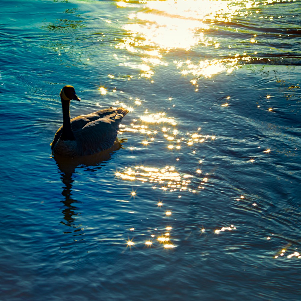 a duck swimming in water