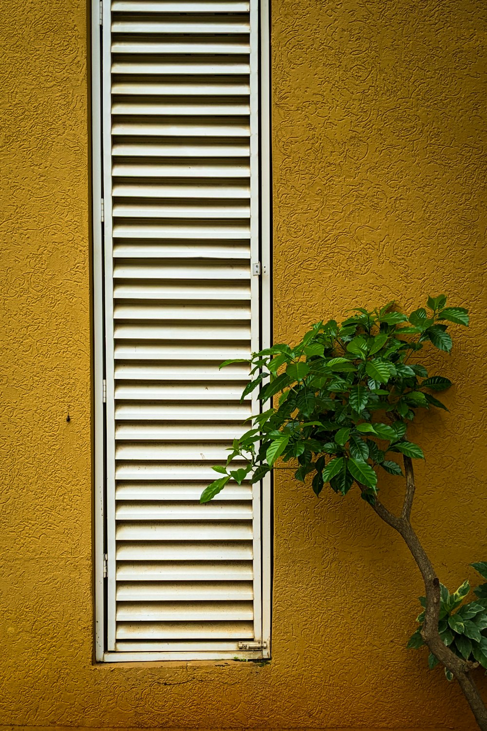 a window with blinds