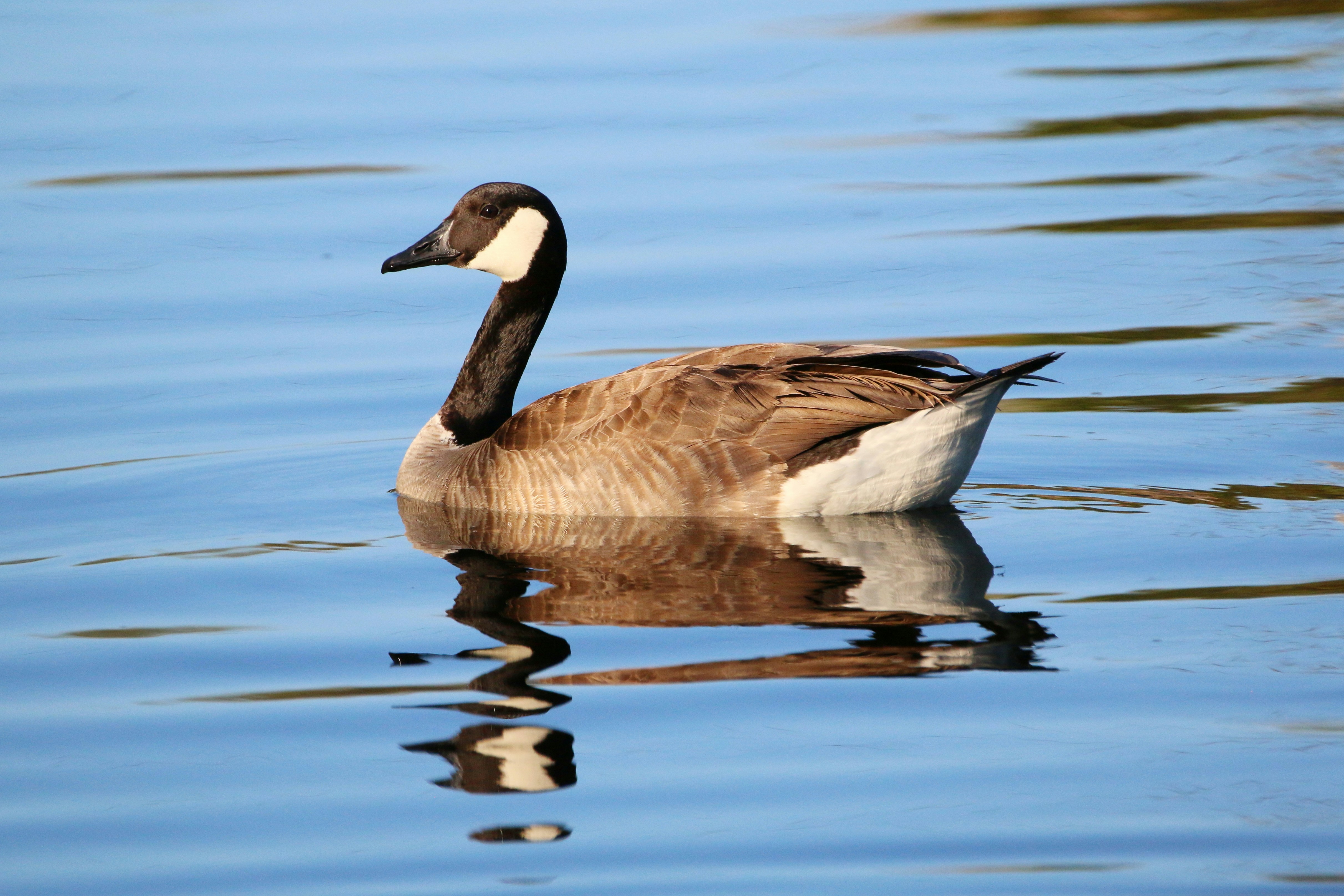 Photo by goldenplover31