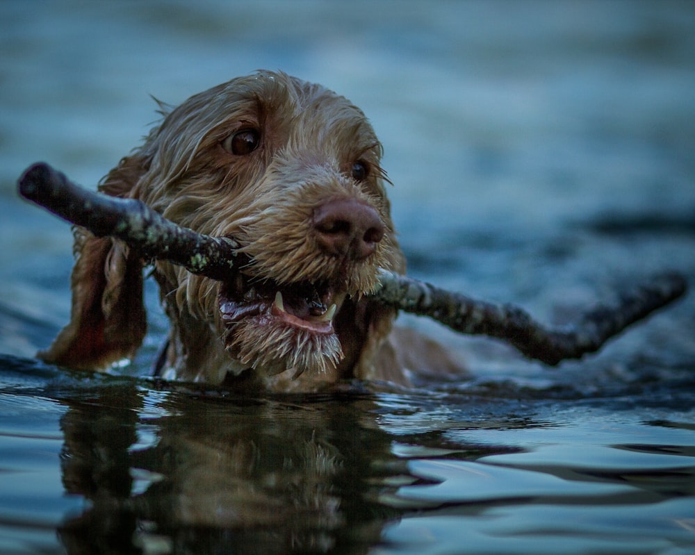 a dog swimming in water