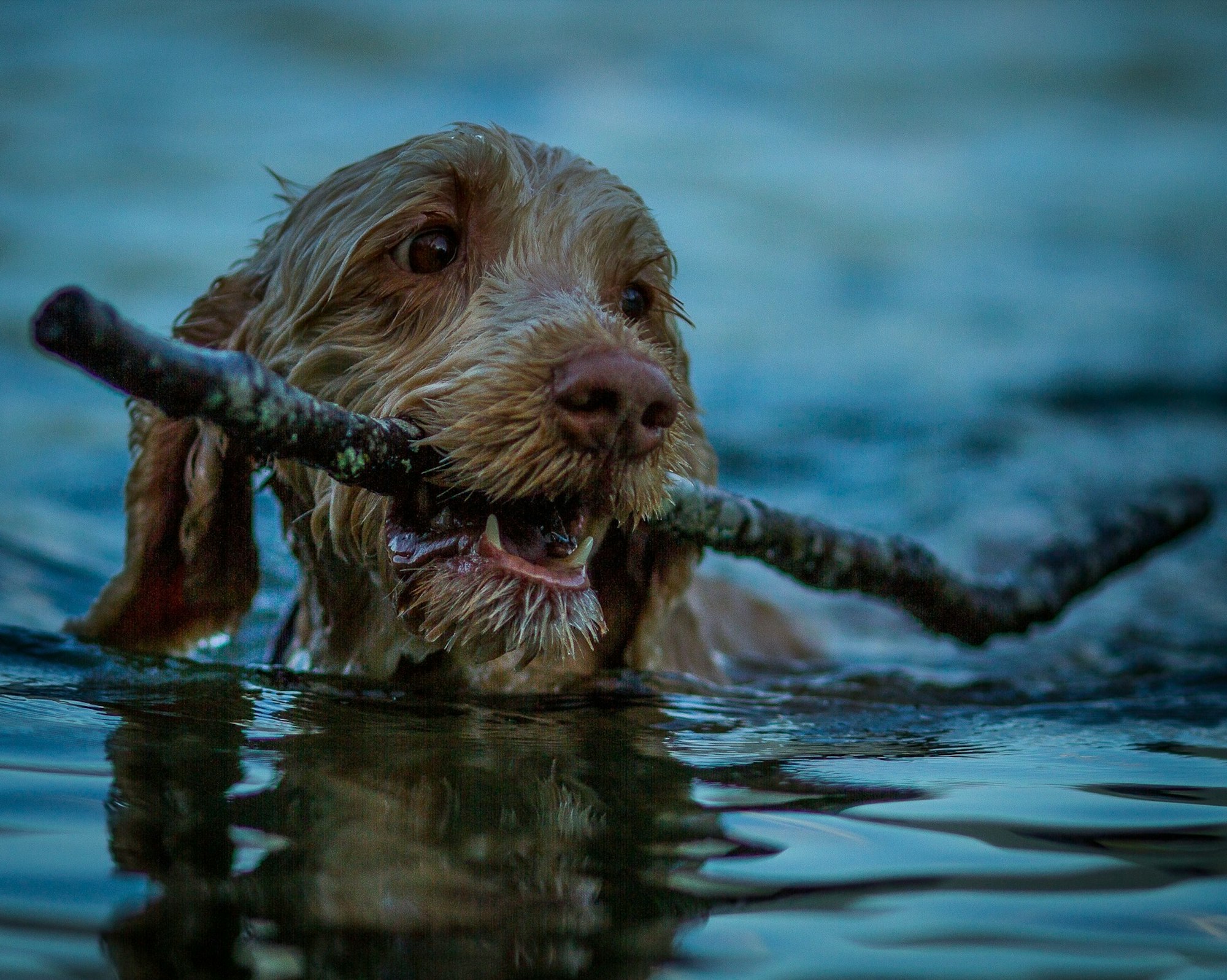 golden labradoodle