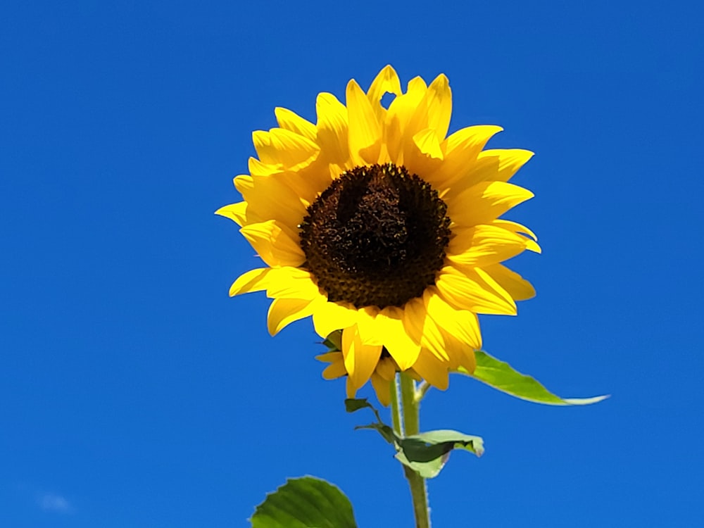 a yellow sunflower with green leaves