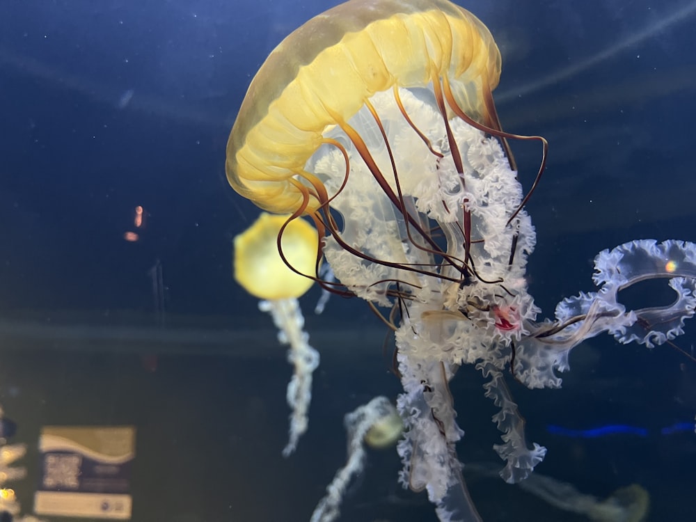 a group of jellyfish in the water