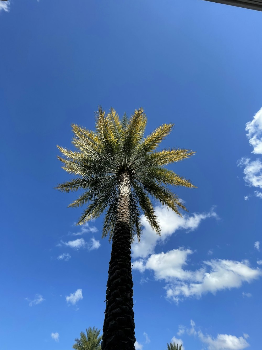 a palm tree with blue sky and clouds