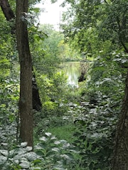 Lush green foliage surrounds a tranquil body of water, with dense trees and underbrush creating a sense of seclusion and natural beauty. Sunlight filters through the canopy, casting dappled light on the leaves and water.