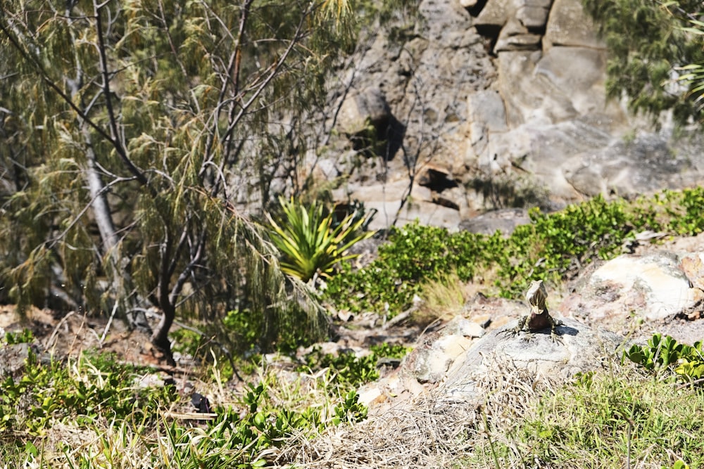 a rocky area with plants and trees