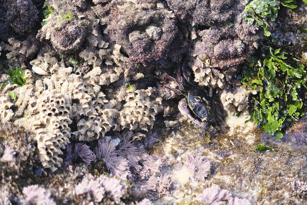 a black and white fish in the water