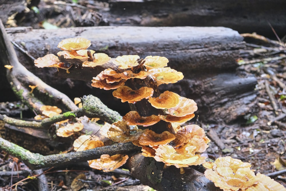 a group of mushrooms growing on a log