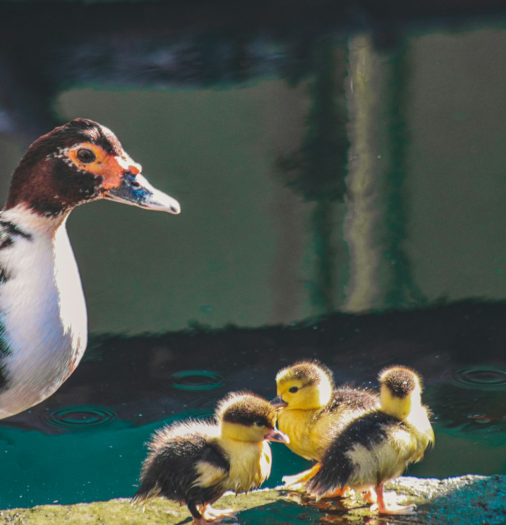 a duck with a group of baby ducks