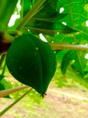 Close-up of a ripe papaya hanging on a lush green tree under warm sunlight.