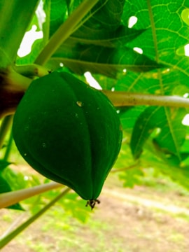 Close-up of a GMO papaya plant growing in a Yucatán field under bright sunlight.