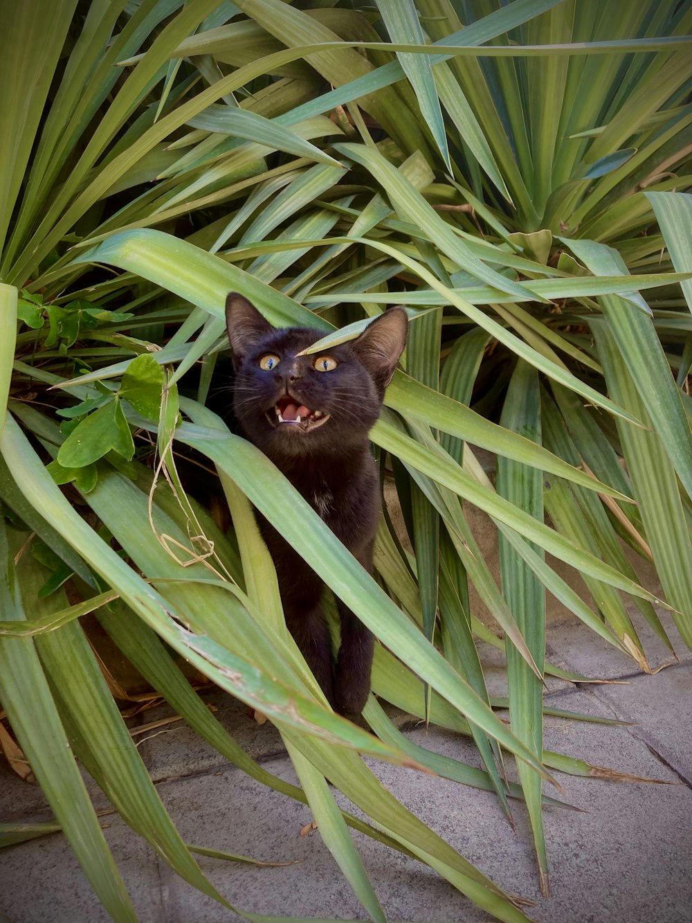 a cat in a plant