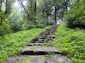 a stone pathway in a forest