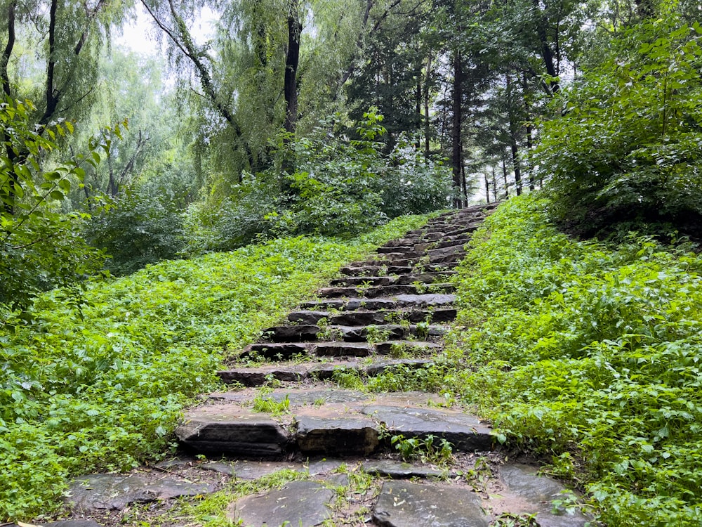 a stone pathway in a forest