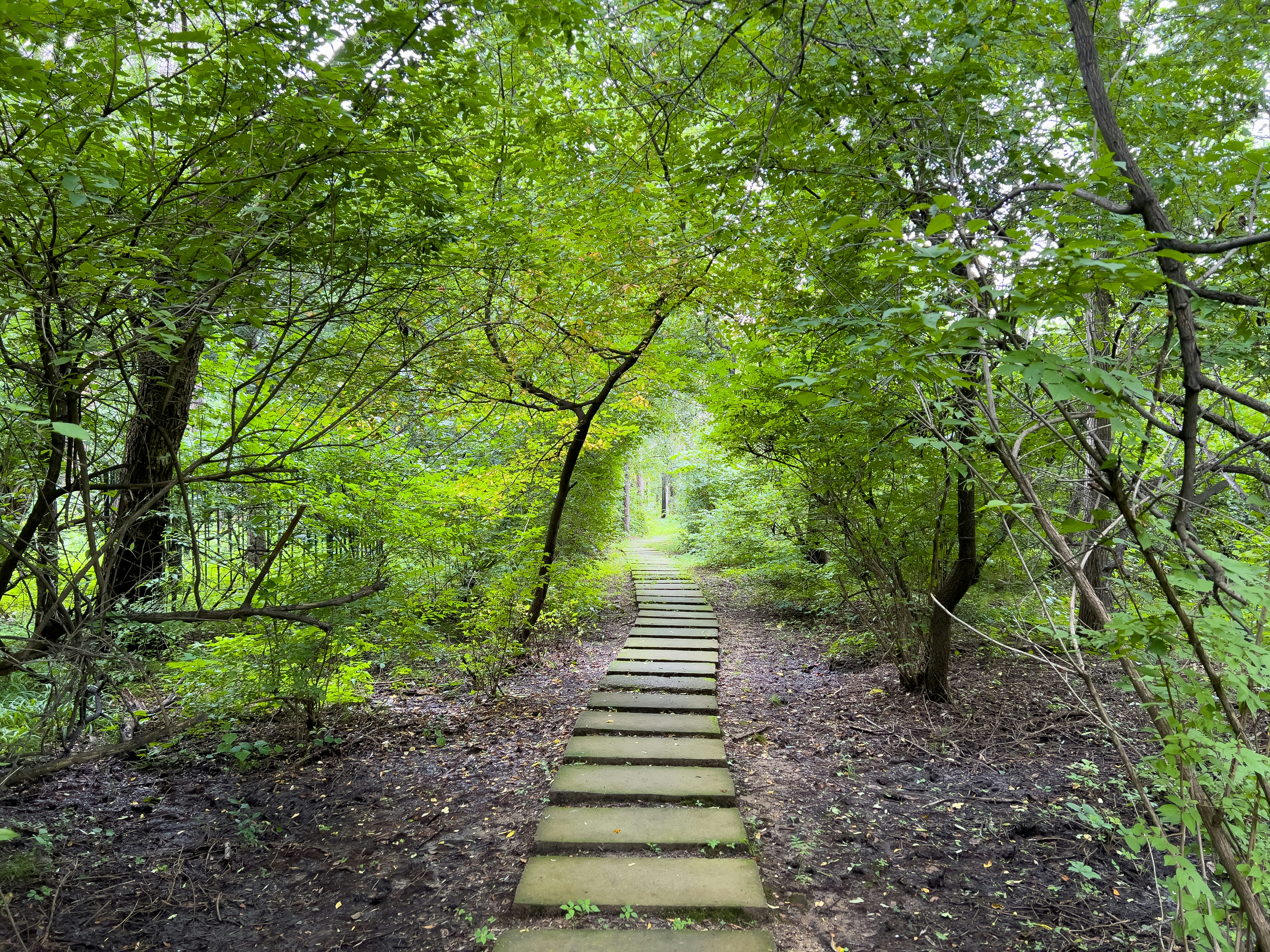 a path through a forest