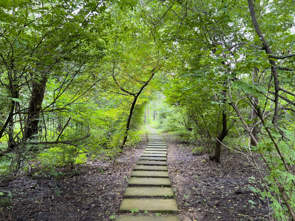 a path through a forest