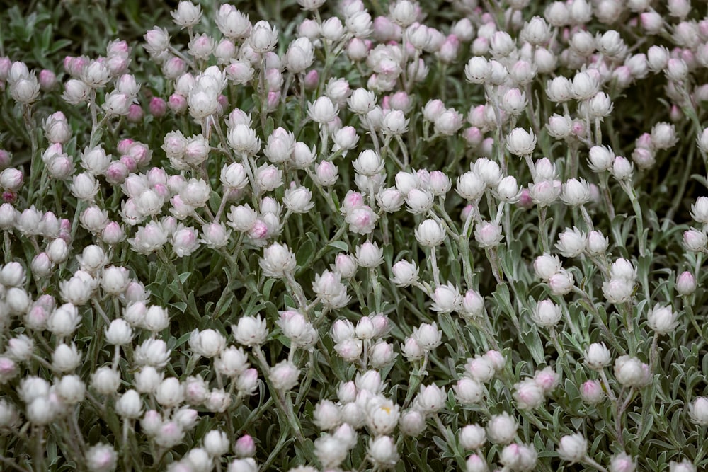 a field of white flowers