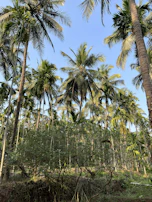 Lush green shrubbery thriving beside rows of tall palm trees.