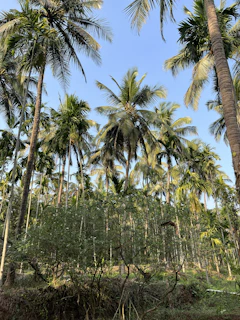 Lush green shrubbery thriving beside rows of tall palm trees.