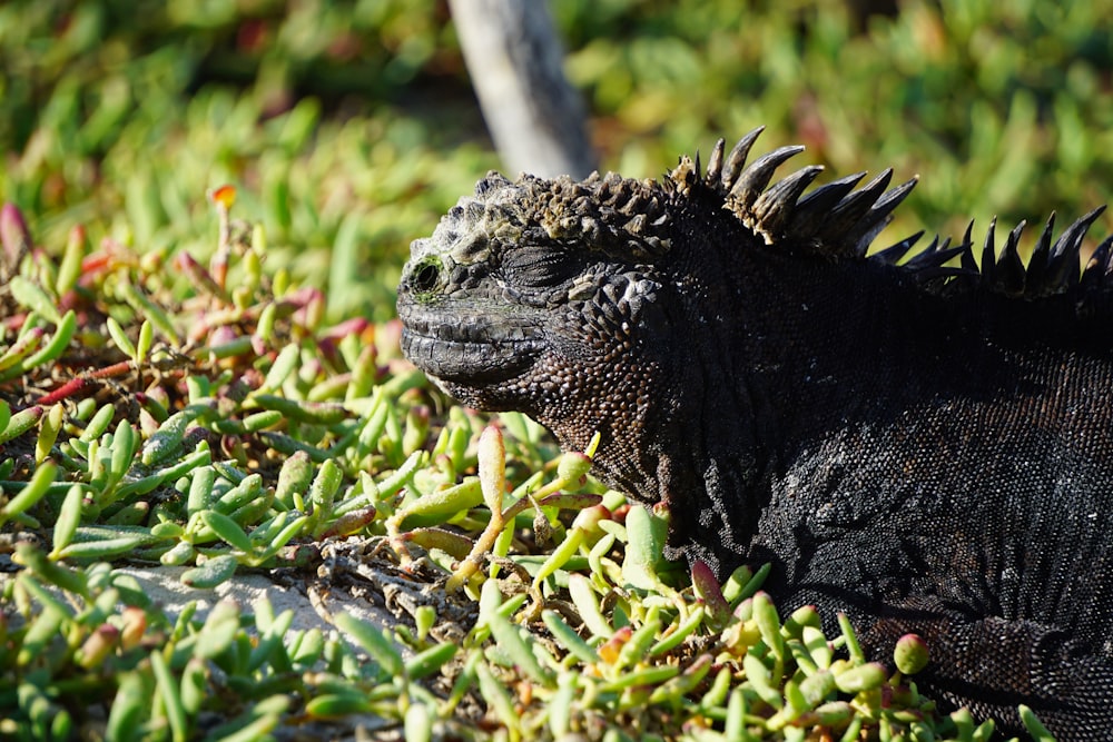 a black animal lying in the grass