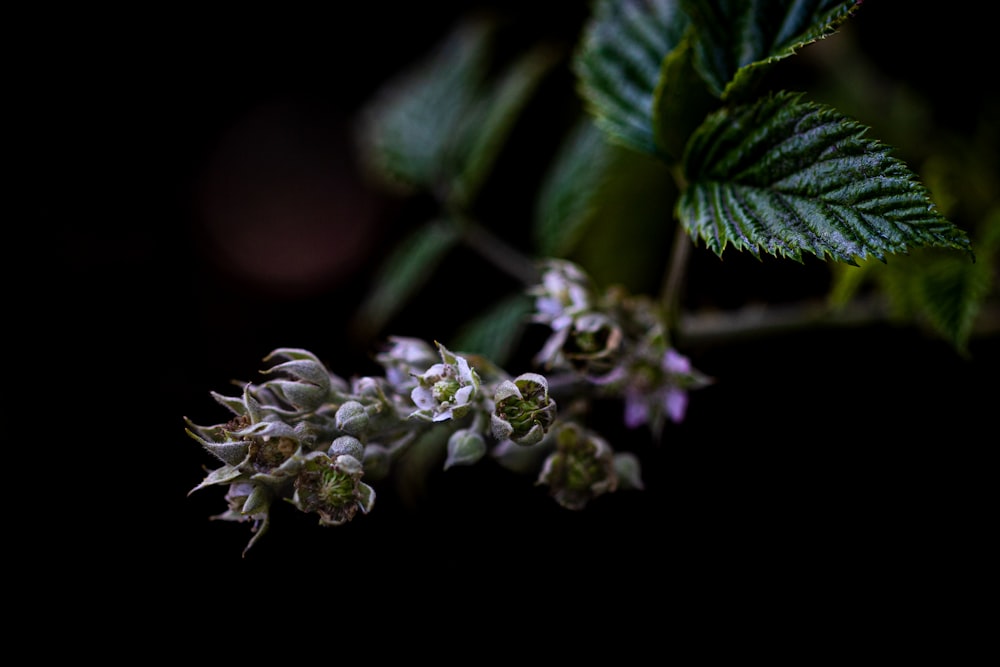 close up of a plant