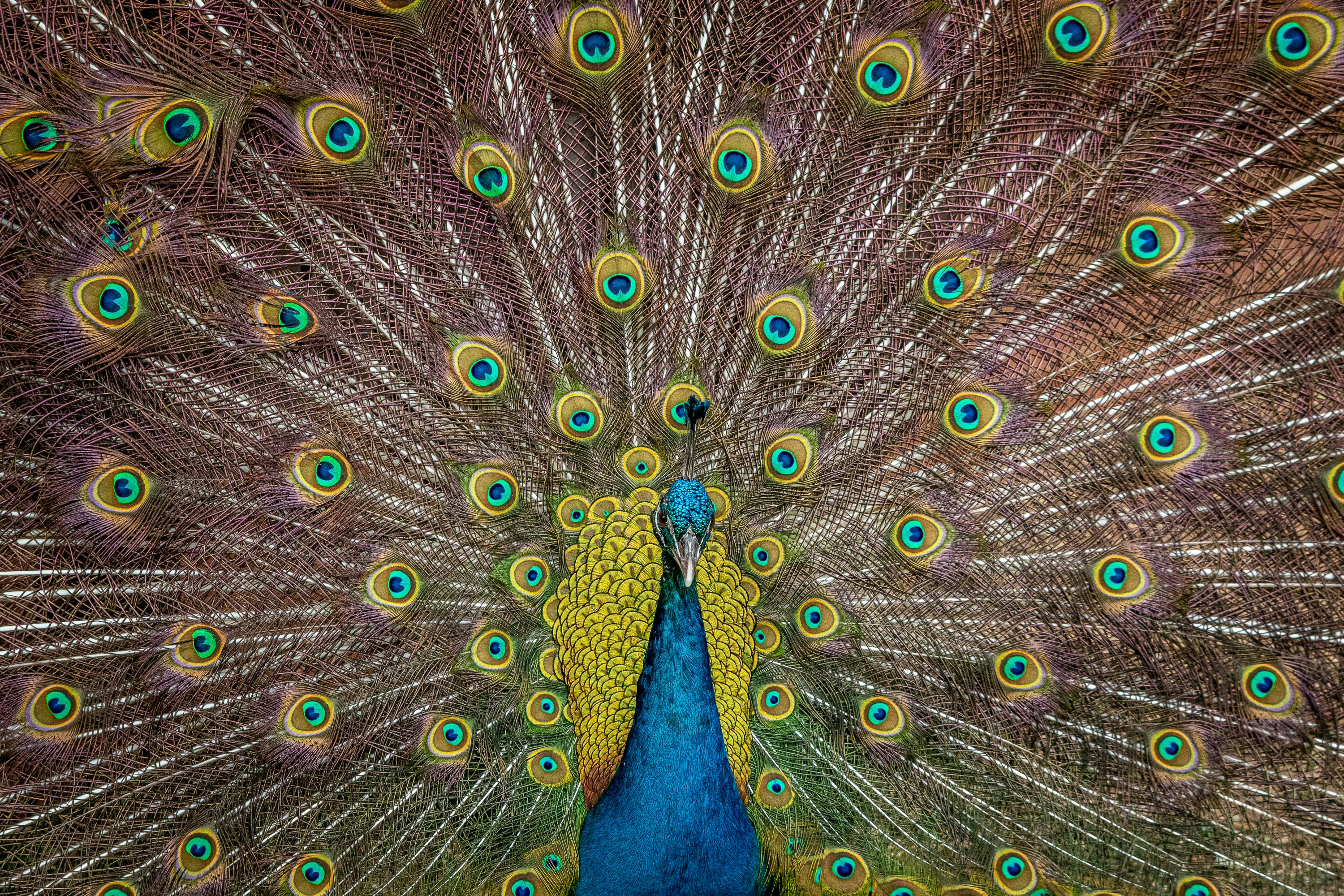 Un pavo real con sus plumas extendidas