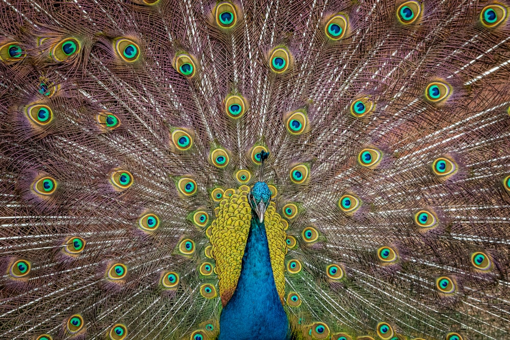 a peacock with its feathers spread