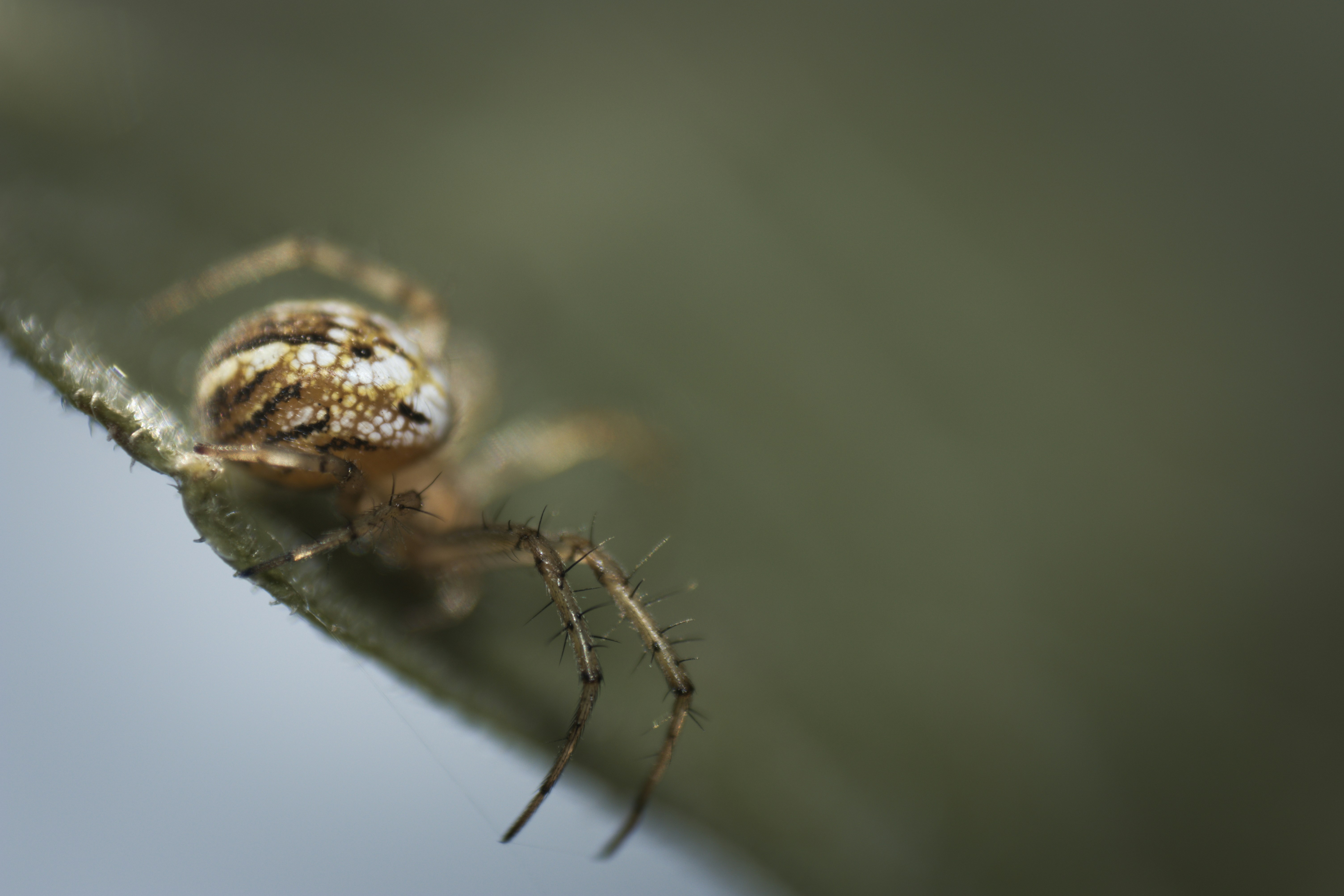 6 Cupiennius Salei (image credits: unsplash)