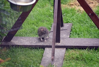 A rat is sitting on a wooden structure in a garden setting. The surrounding grass is lush and green, and there is a metallic bowl or feeder hanging above.