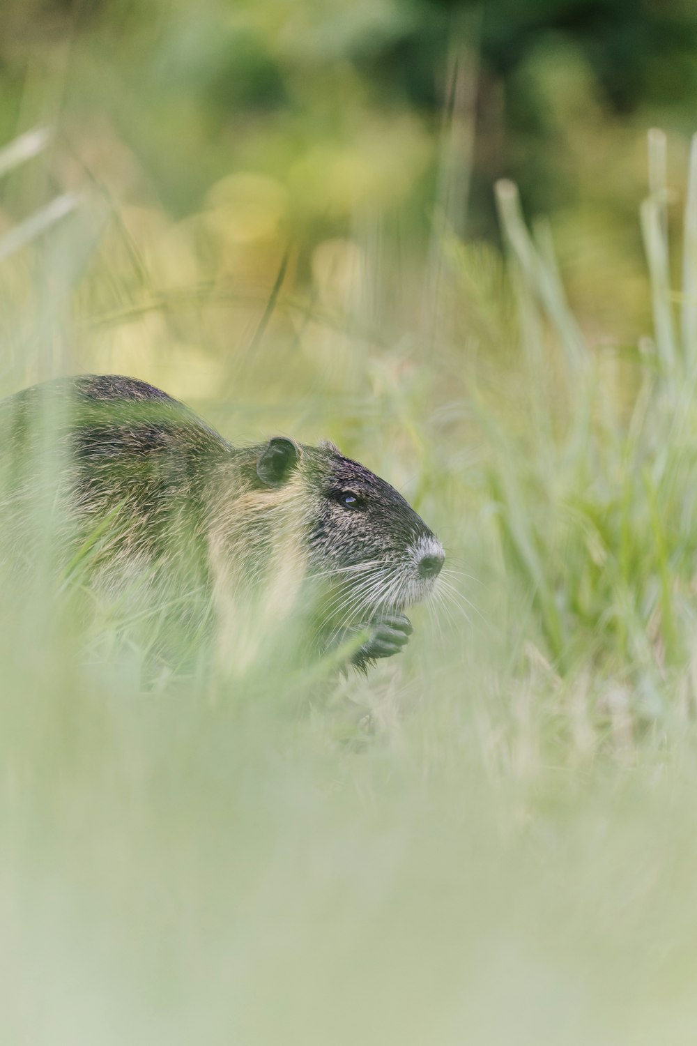 a small otter in the grass