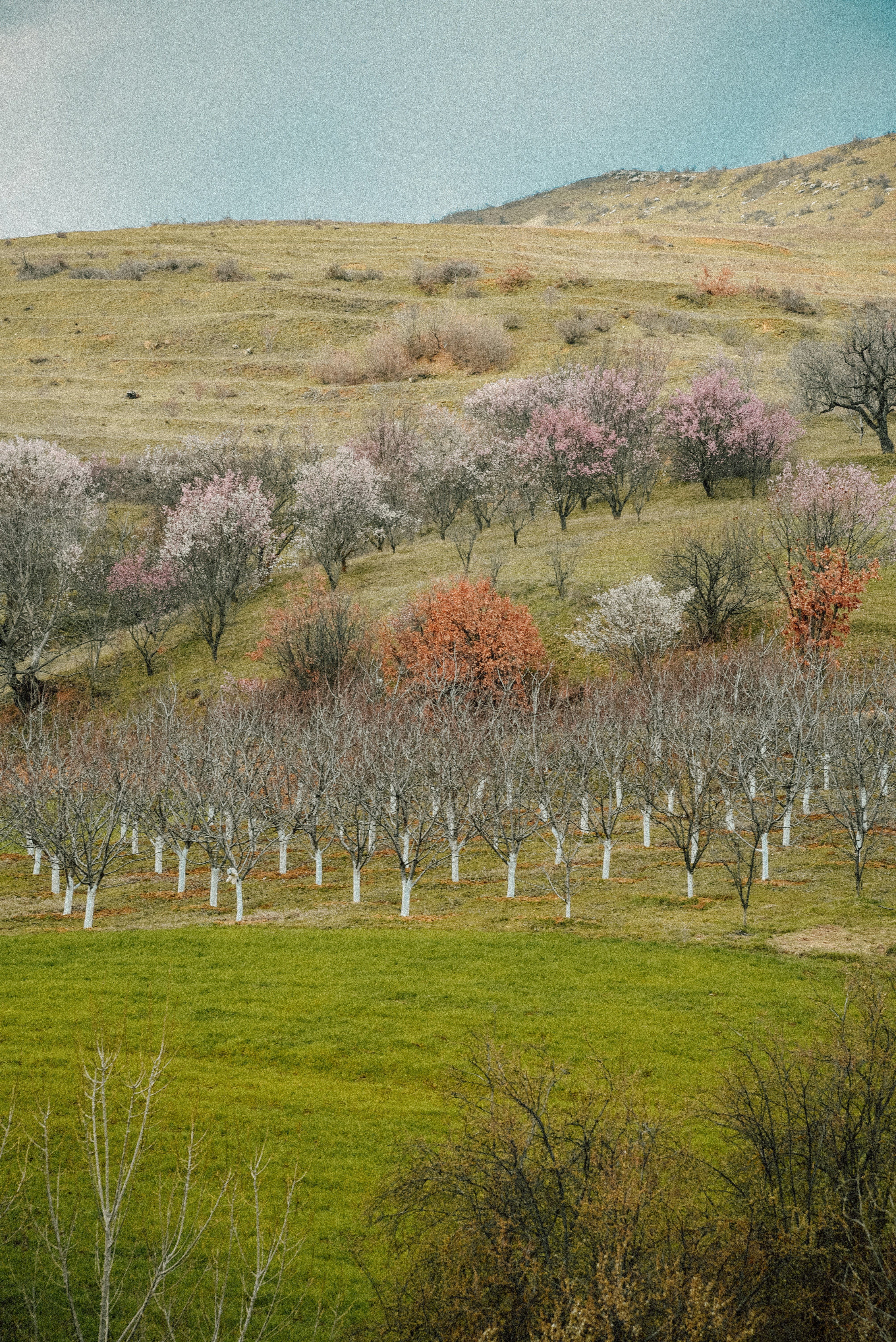 a group of trees with pink blossoms