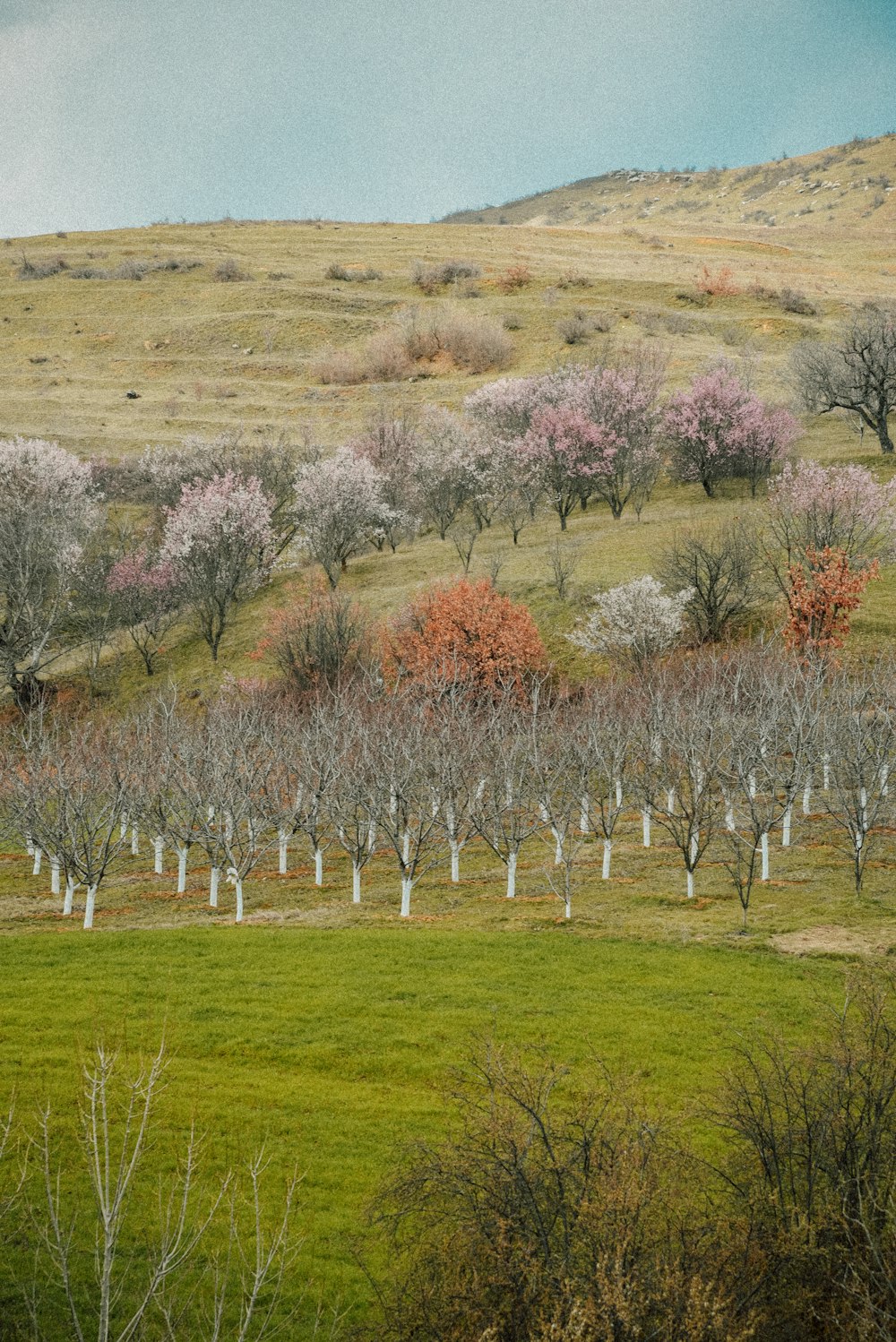 a group of trees with pink blossoms