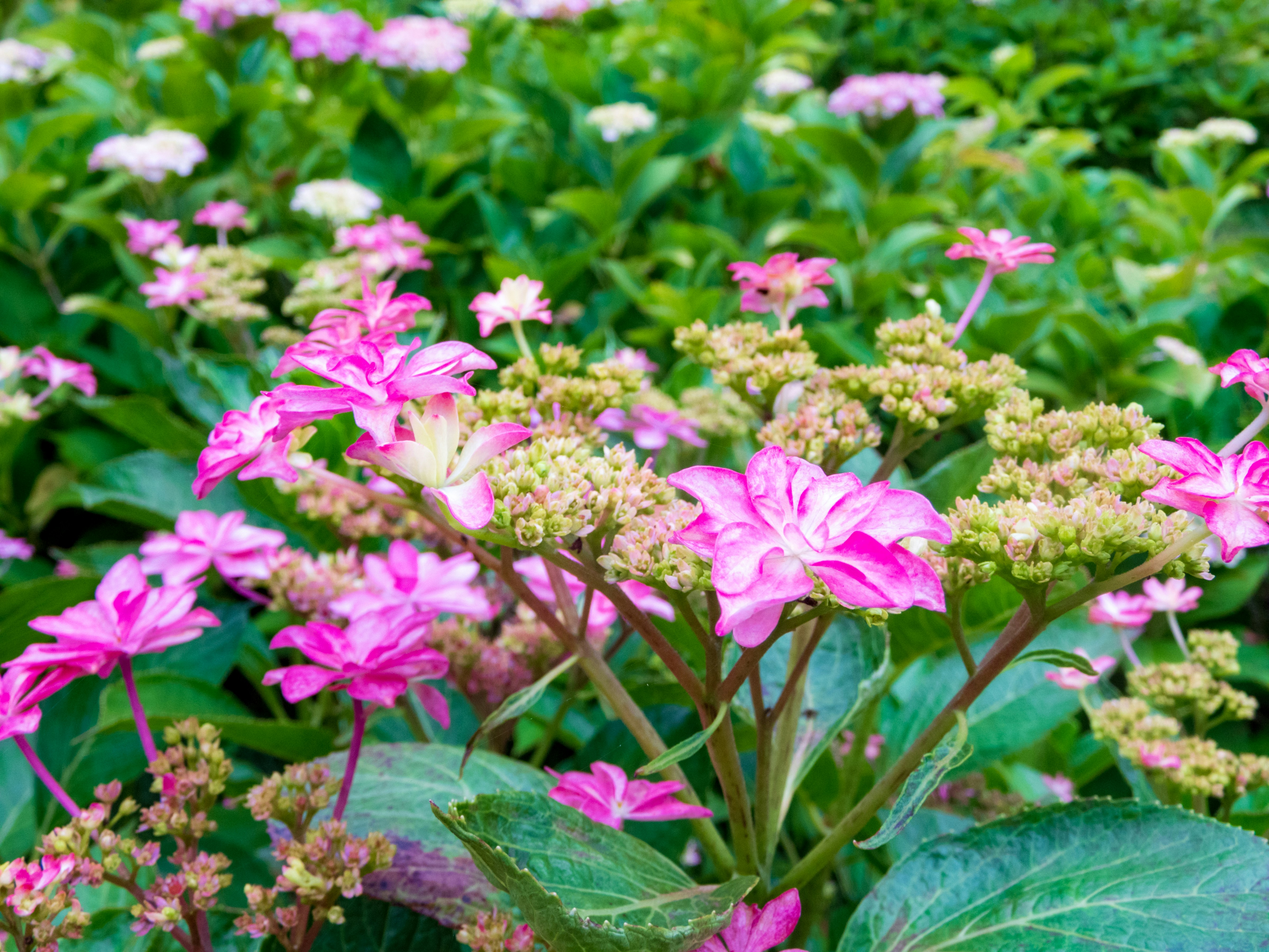 Photo by heppoko_yama