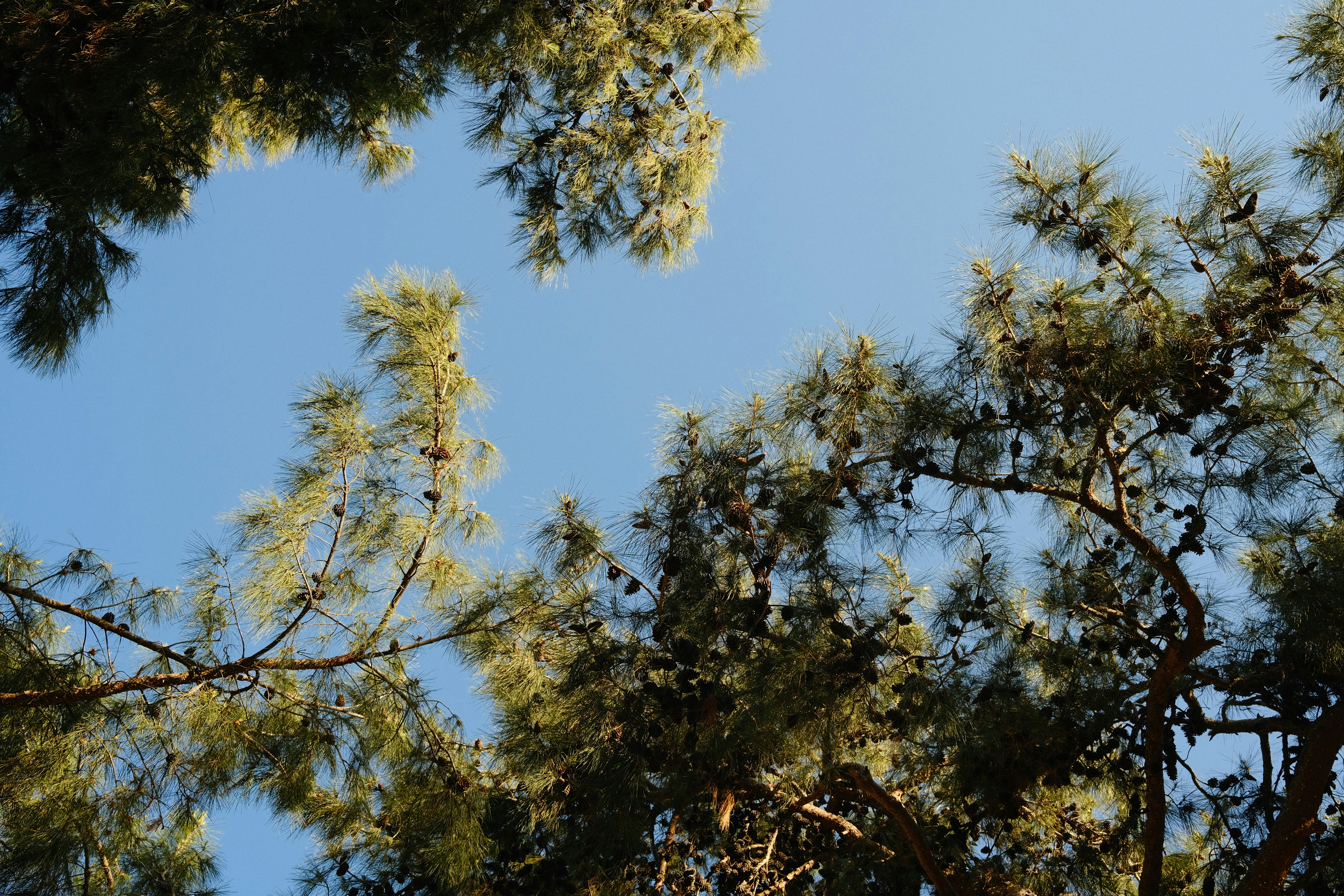 Photo by orcinusorca