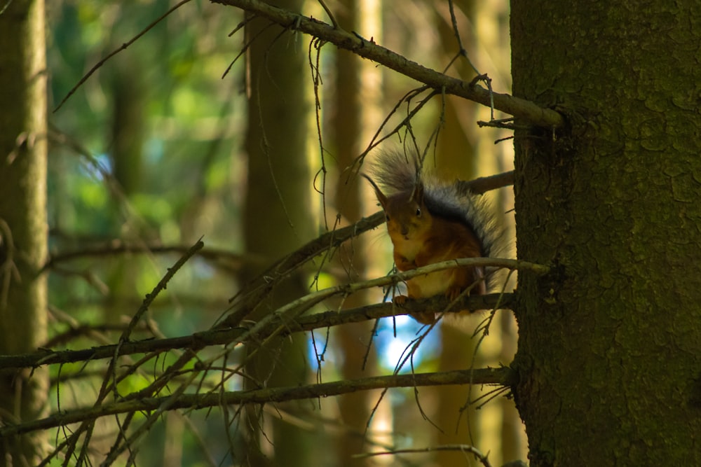 a bird in a tree