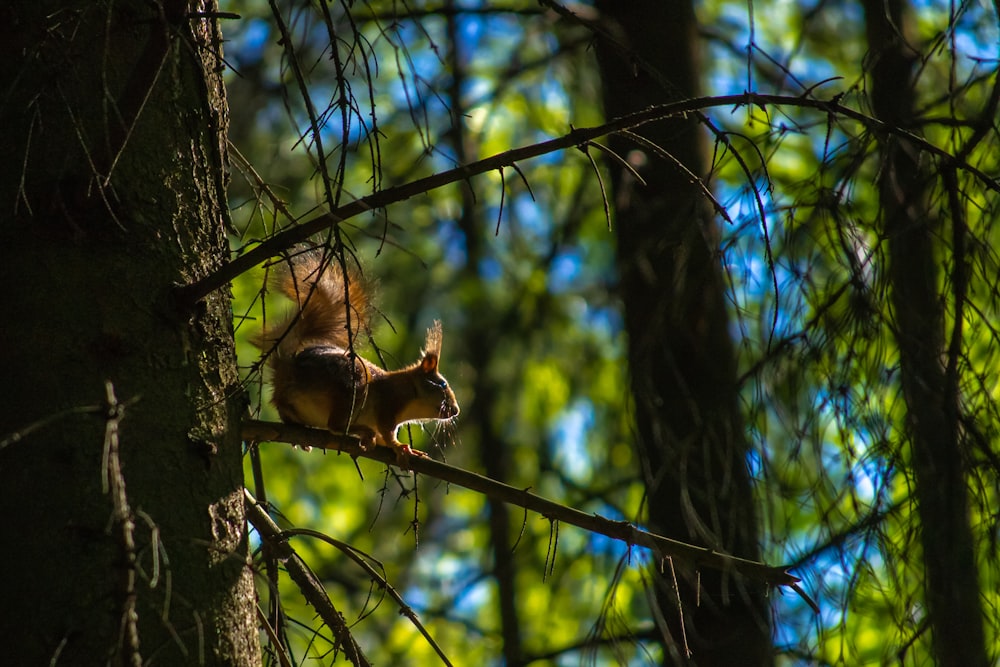 a squirrel in a tree