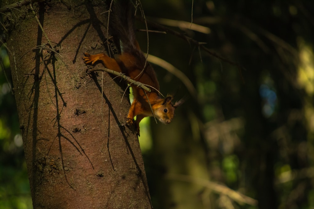 a squirrel on a tree