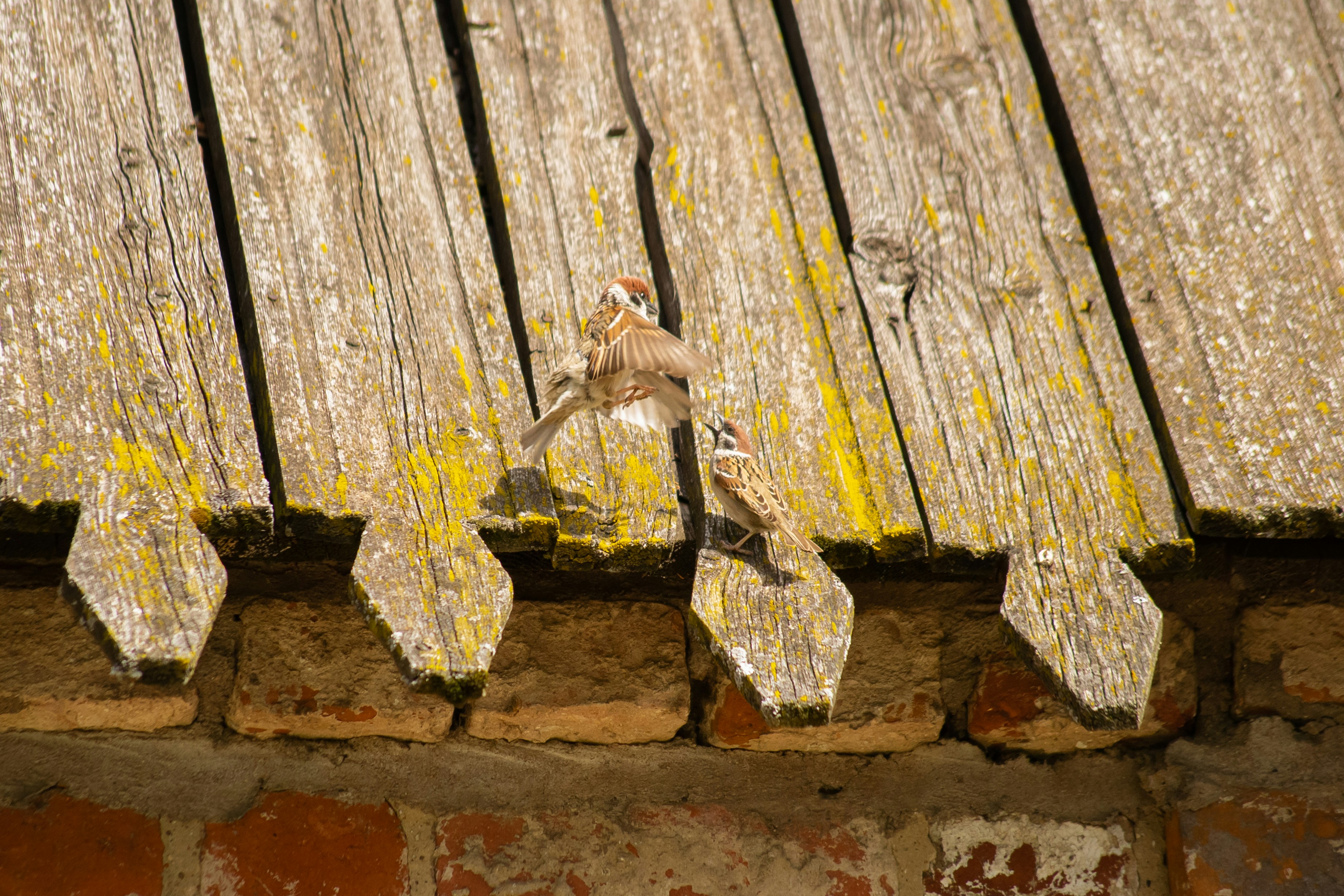 Photo by nikkitenkos