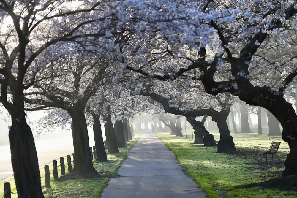 a path with trees on either side